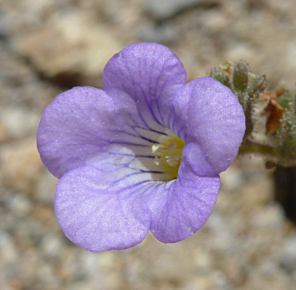 High Resolution Phacelia fremontii Flower